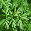 Arruda Desidratada 250g – Canteiro de Ervas